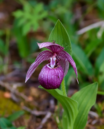 Cypripedium franchetii