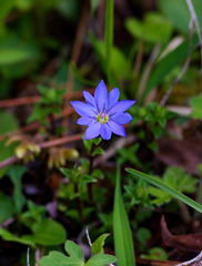 Gentiana pudica