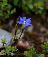 Gentiana pudica