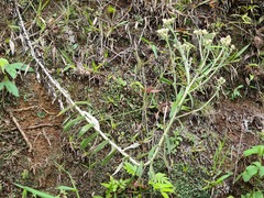 Pseudognaphalium elegans