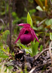 Cypripedium tibeticum