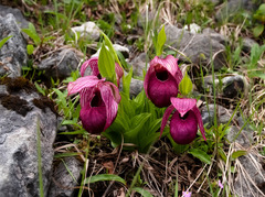Cypripedium tibeticum