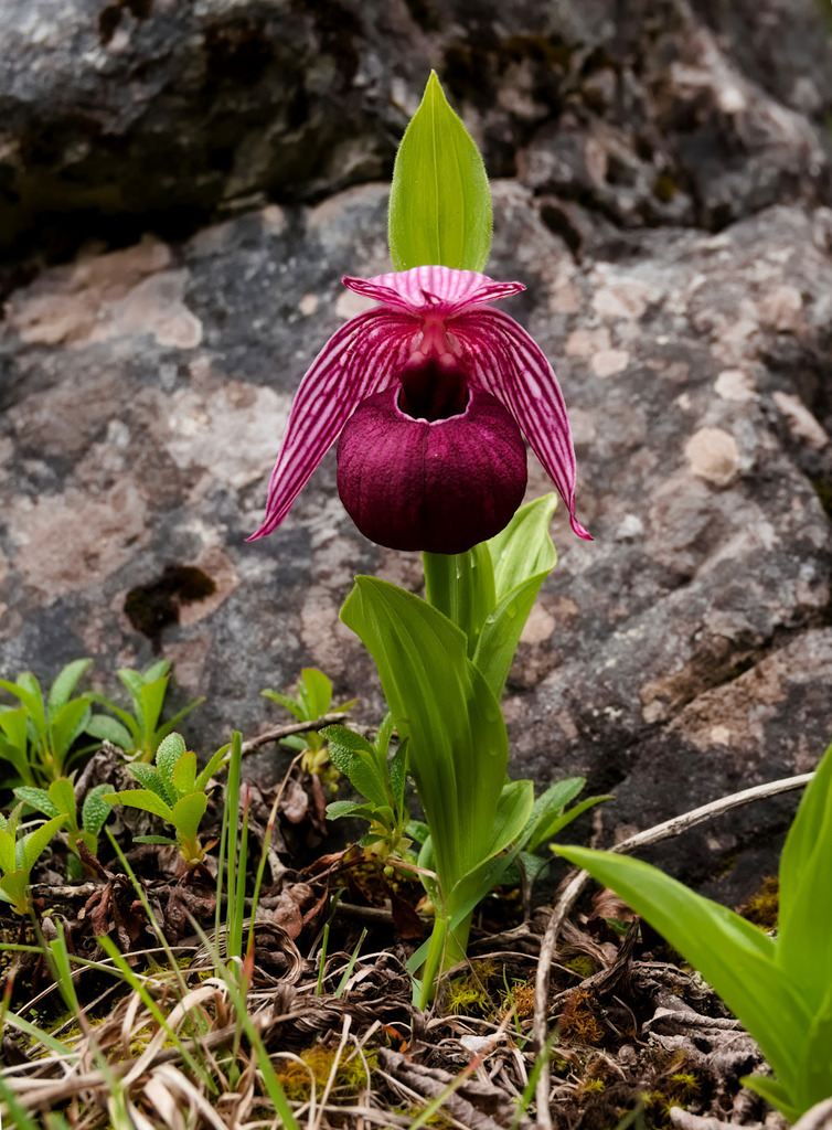 Tibetan Lady's Slipper Orchid (Cypripedium tibeticum) · iNaturalist