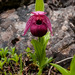 Tibetan Lady's Slipper Orchid - Photo (c) Jens Søgaard Hansen, some rights reserved (CC BY-NC), uploaded by Jens Søgaard Hansen