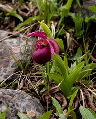 Cypripedium tibeticum