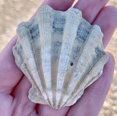 Nodipecten
