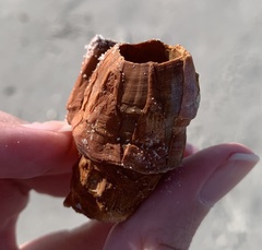 Megabalanus tintinnabulum