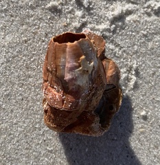 Megabalanus tintinnabulum