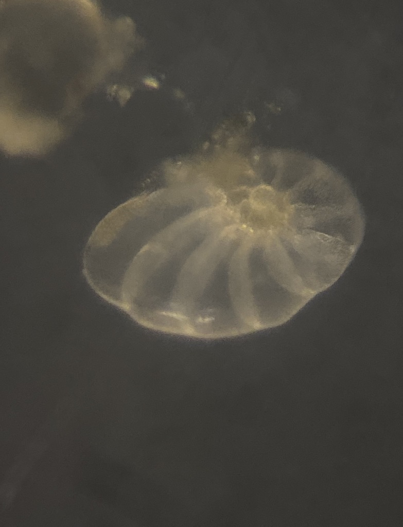 Nonionella
