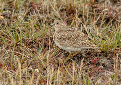 Thinocorus rumicivorus