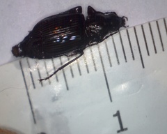 Limodromus assimilis