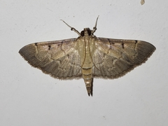 Herpetogramma