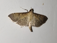Herpetogramma