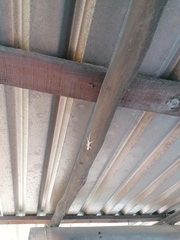 Urosaurus bicarinatus