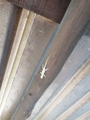 Urosaurus bicarinatus