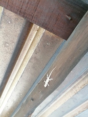 Urosaurus bicarinatus