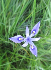 Moraea elliotii