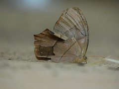 Taygetis rufomarginata