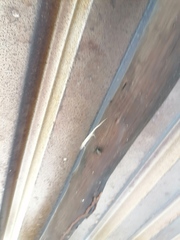 Urosaurus bicarinatus