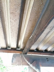 Urosaurus bicarinatus