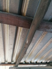 Urosaurus bicarinatus