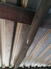 Urosaurus bicarinatus