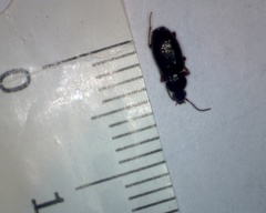 Pterostichus strenuus