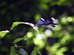 Megaloprepus diaboli