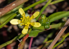 Ranunculus amphitrichus