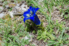 Gentiana occidentalis