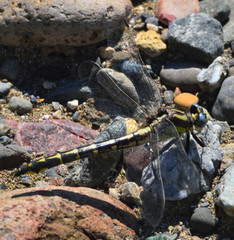Phanogomphus kurilis