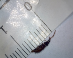 Oxypselaphus obscurus