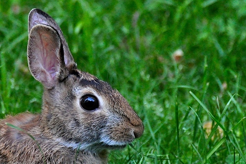 Eastern Cottontail photographed in Delaware