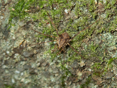 Podoctidae