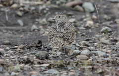 Thinocorus rumicivorus