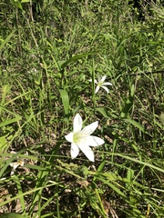 Zephyranthes atamasco