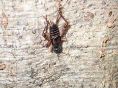 Duolandrevus dendrophilus