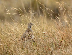 Thinocorus rumicivorus