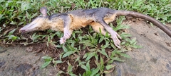 Philander opossum