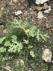 Solanum fructu-tecto