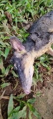 Philander opossum