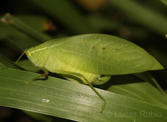 Phylloptera fosteri