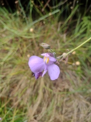 Utricularia reniformis