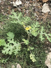 Solanum fructu-tecto