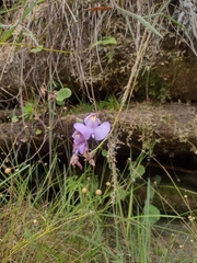 Utricularia reniformis