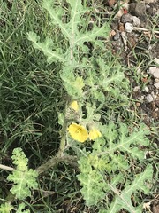 Solanum fructu-tecto