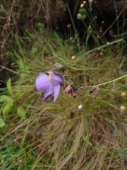 Utricularia reniformis