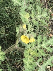 Solanum fructu-tecto