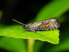 Cryptaspasma