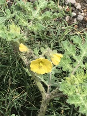 Solanum fructu-tecto